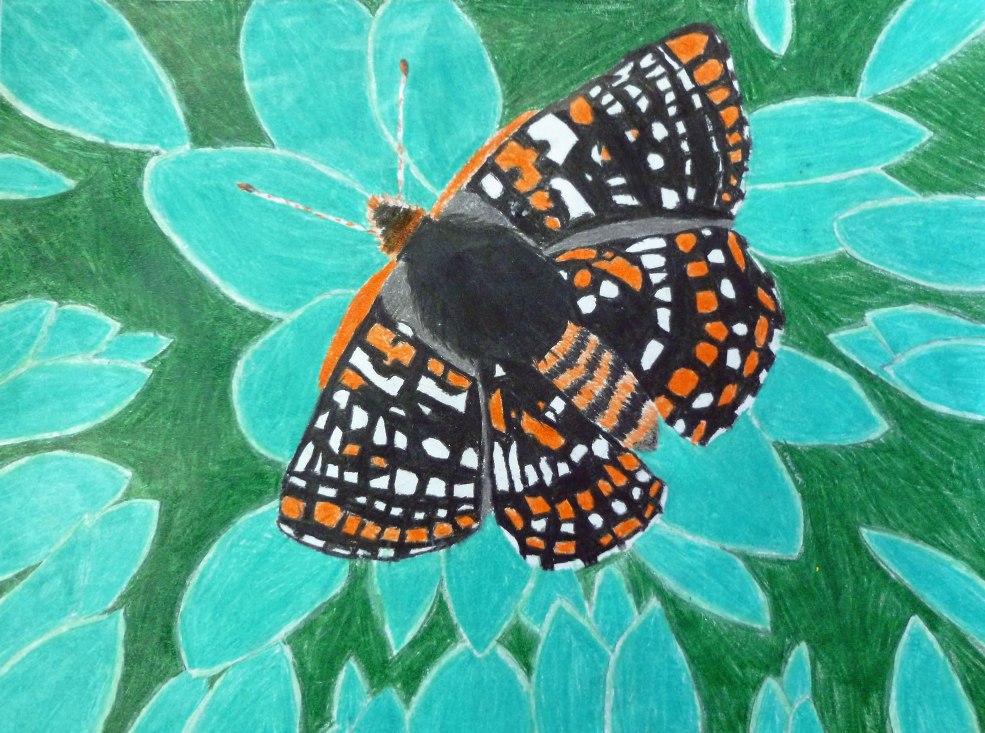 2nd Grade 1st Place and National K-2 winner. 'Quino Checkerspot Butterfly' by Jasmine C. Lee from Warwick Elementary School. Image courtesy US Fish and Wildlife Service